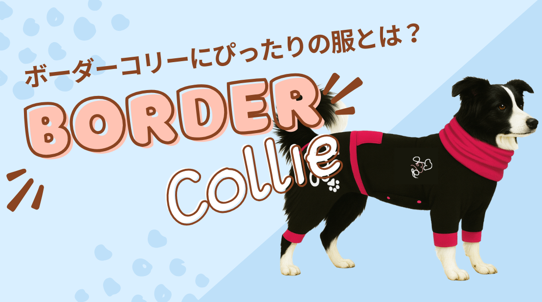 ボーダーコリーにぴったりの服とは？特徴を考慮したドッグウェア選びのポイント