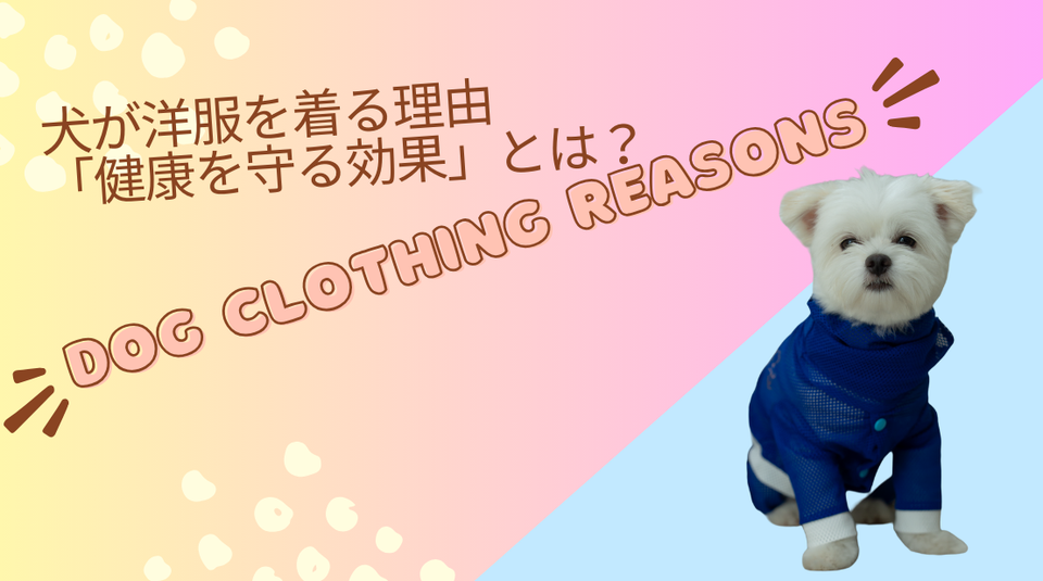 犬が洋服を着る理由 「健康を守る効果」とは？