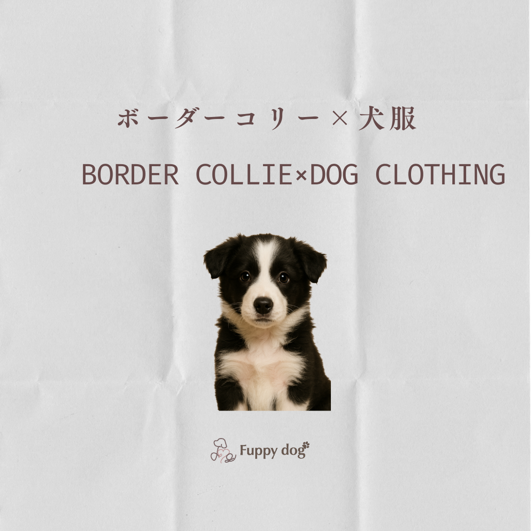 ボーダーコリーにぴったりの服とは？特徴を考慮したドッグウェア選びのポイント