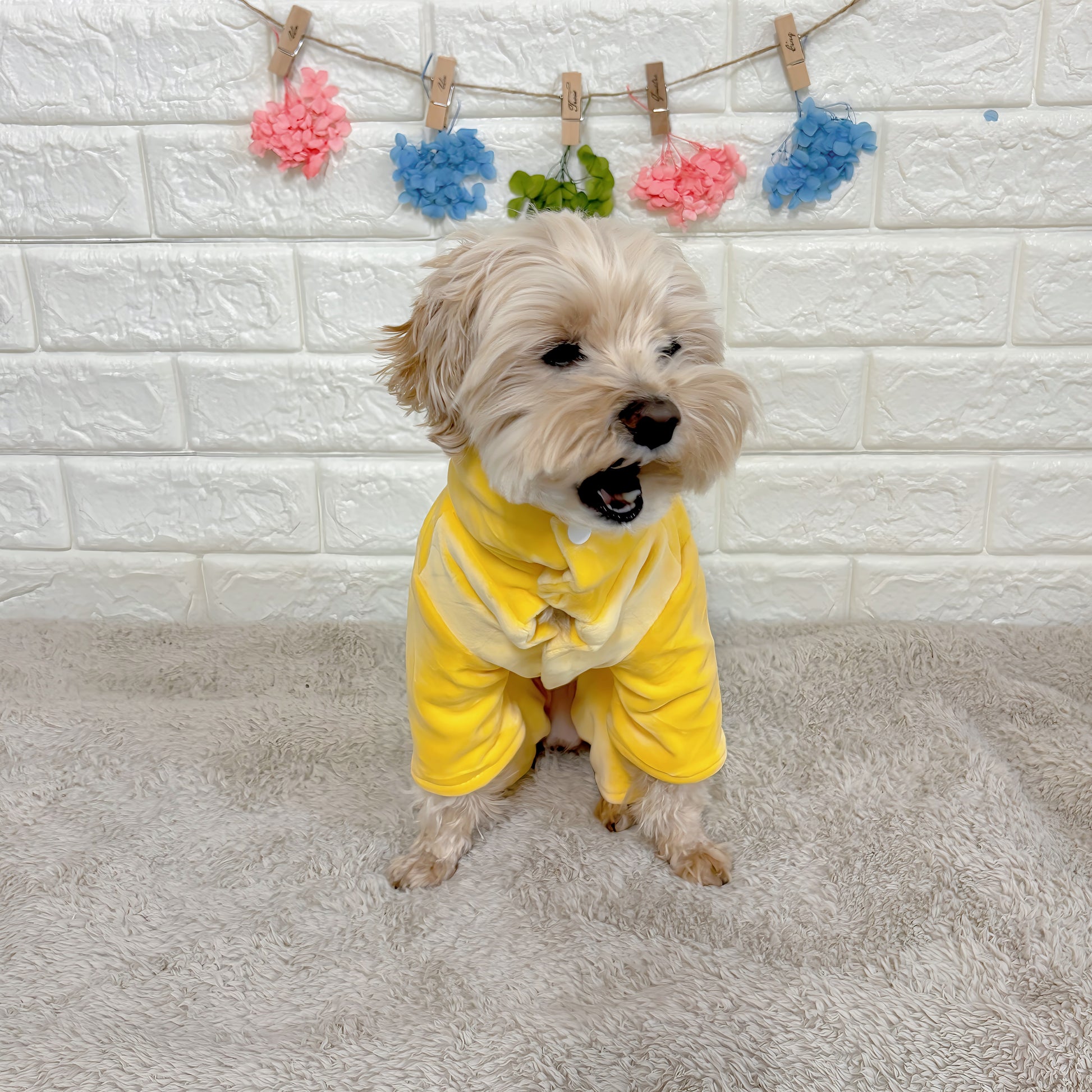 秋冬向けの犬用洋服、暖かいコーデュロイ素材のおしゃれなドッグウェア。防寒・汚れ防止・抜け毛対策に最適。前ボタン仕様で着脱簡単、小型犬にもおすすめ。