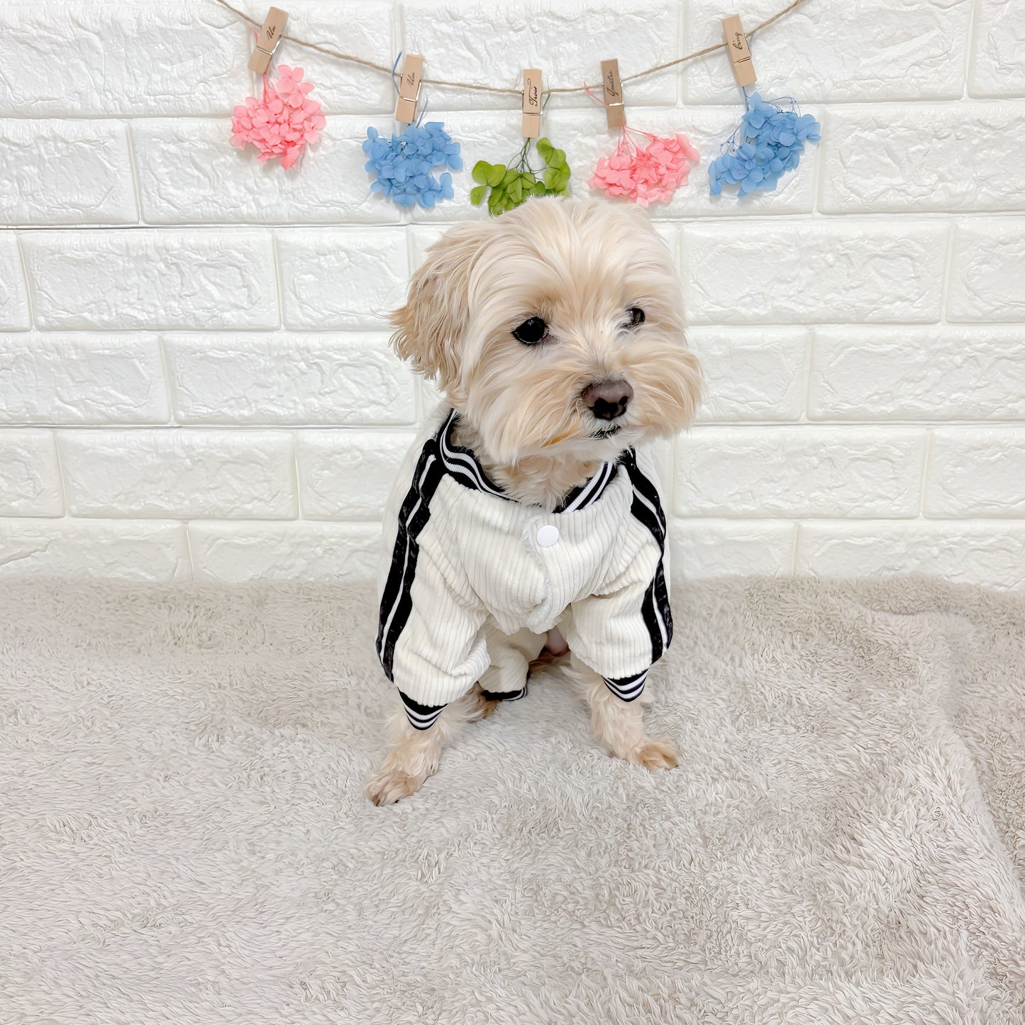 秋冬向けの犬用洋服、ふわふわで暖かいストライプデザインのドッグウェア。防寒・汚れ防止・抜け毛対策に最適。前ボタン仕様で着脱簡単、小型犬にもおすすめ。