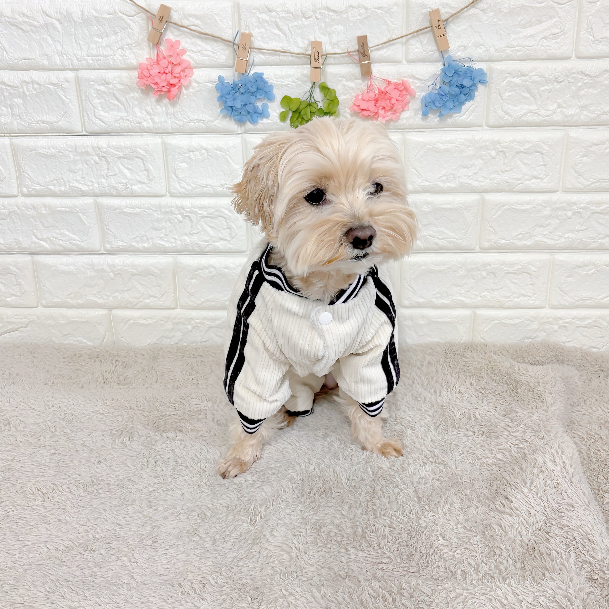 秋冬向けの犬用洋服、ふわふわで暖かいストライプデザインのドッグウェア。防寒・汚れ防止・抜け毛対策に最適。前ボタン仕様で着脱簡単、小型犬にもおすすめ。