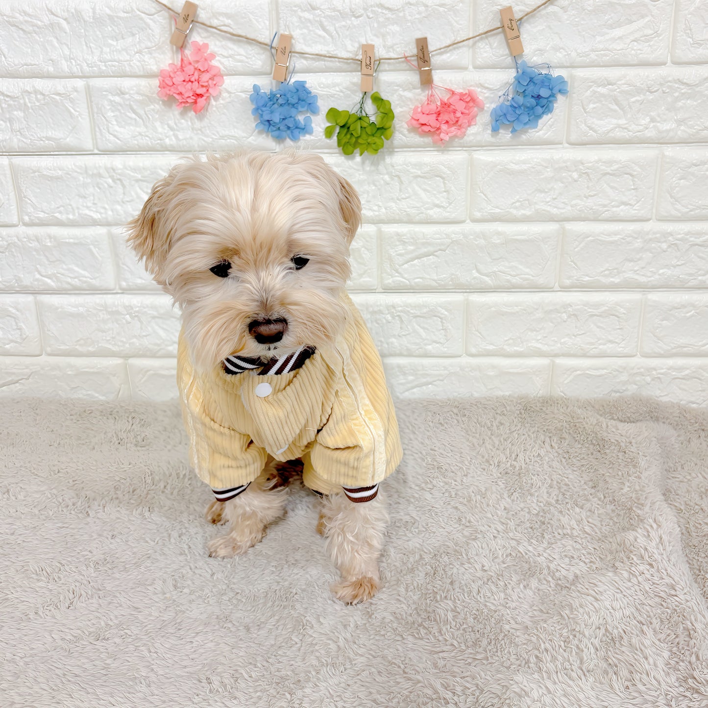 秋冬向けの犬用洋服、ふわふわで暖かいストライプデザインのドッグウェア。防寒・汚れ防止・抜け毛対策に最適。前ボタン仕様で着脱簡単、小型犬にもおすすめ。