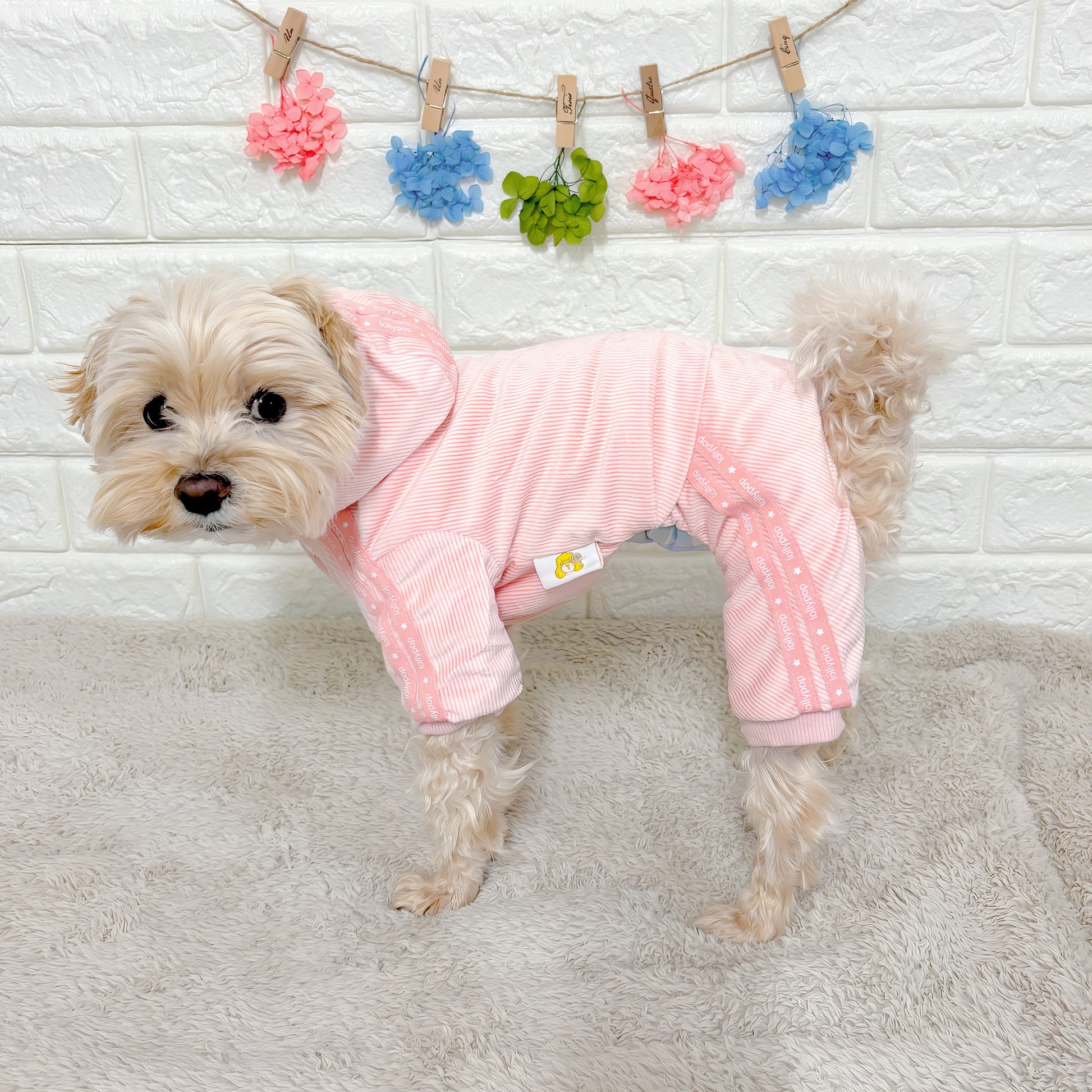 秋冬向けの犬用洋服、暖かいコーデュロイ素材のおしゃれなドッグウェア。防寒・汚れ防止・抜け毛対策に最適。前ボタン仕様で着脱簡単、小型犬にもおすすめ。