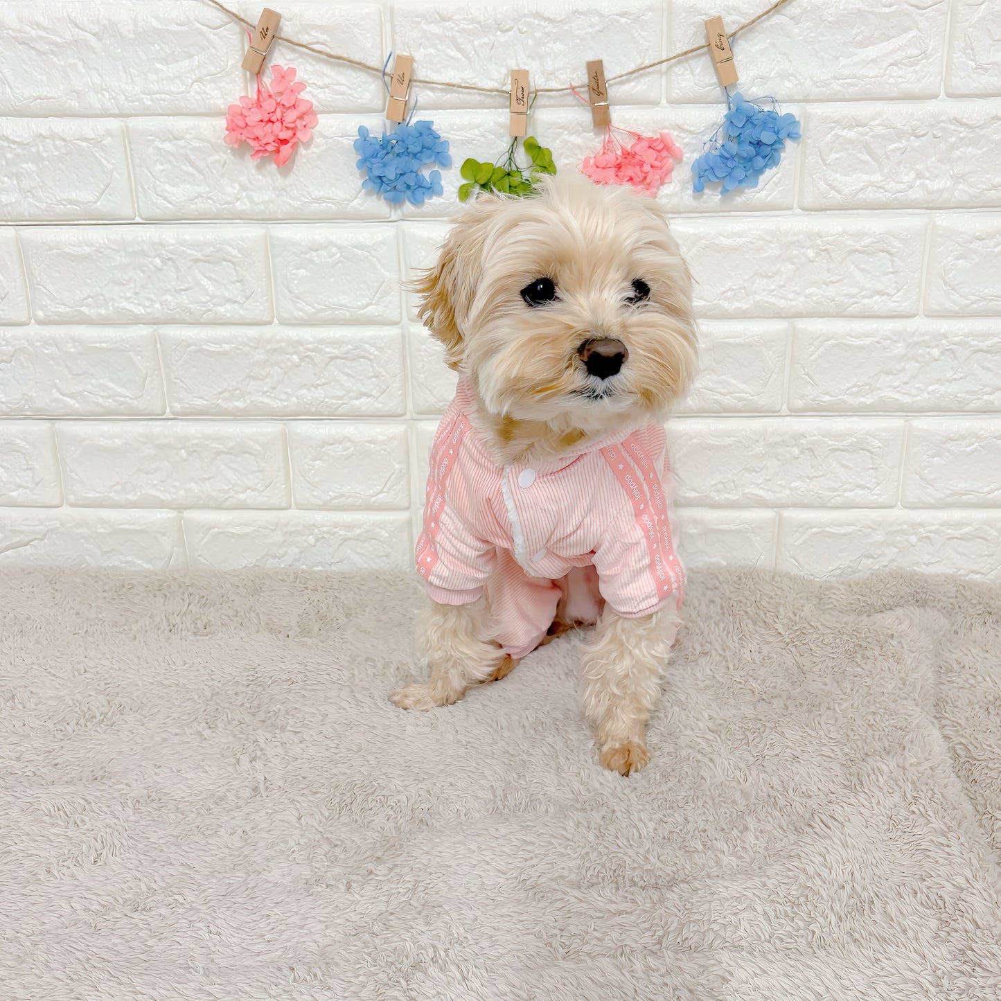 秋冬向けの犬用洋服、暖かいコーデュロイ素材のおしゃれなドッグウェア。防寒・汚れ防止・抜け毛対策に最適。前ボタン仕様で着脱簡単、小型犬にもおすすめ。