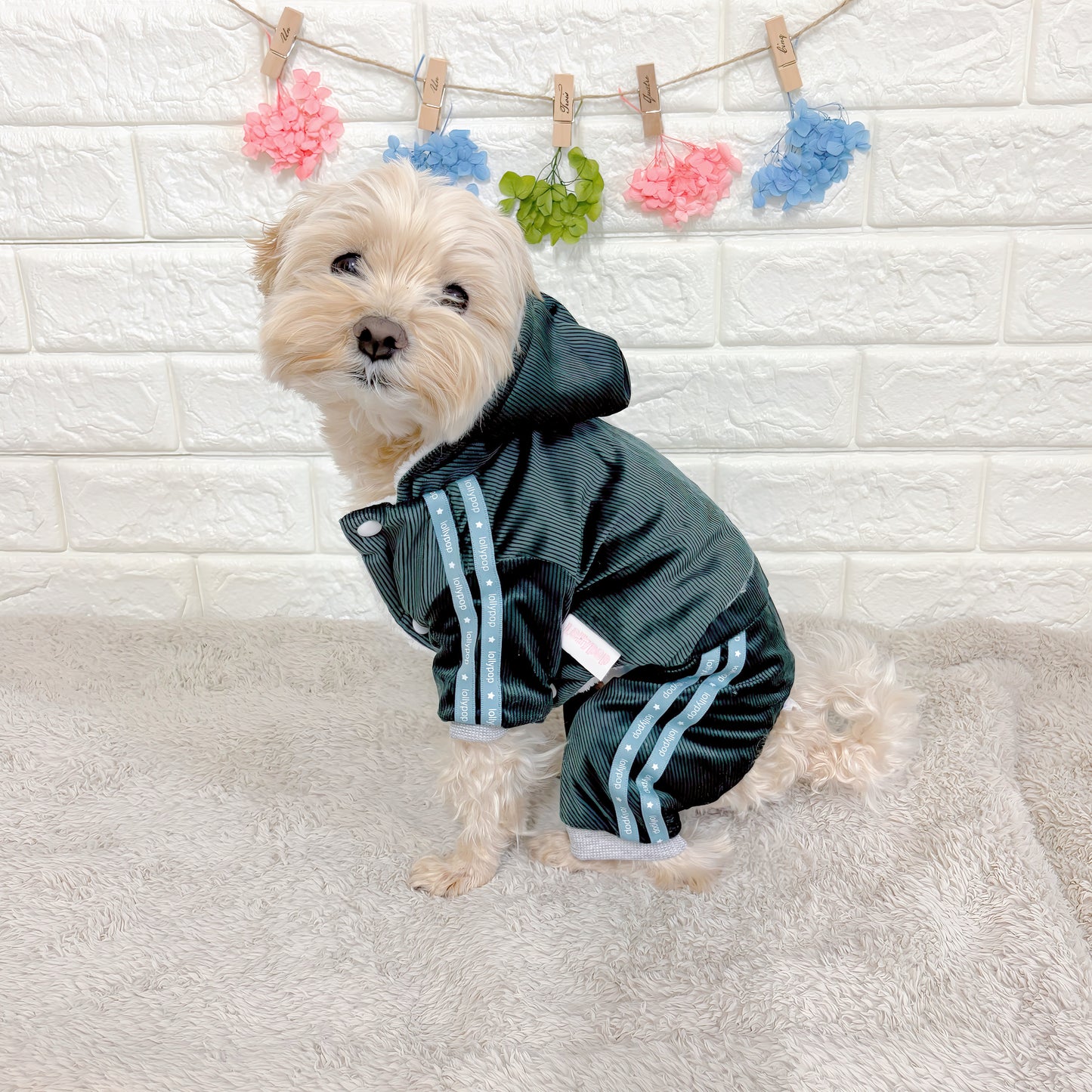 秋冬向けの犬用洋服、暖かいコーデュロイ素材のおしゃれなドッグウェア。防寒・汚れ防止・抜け毛対策に最適。前ボタン仕様で着脱簡単、小型犬にもおすすめ。