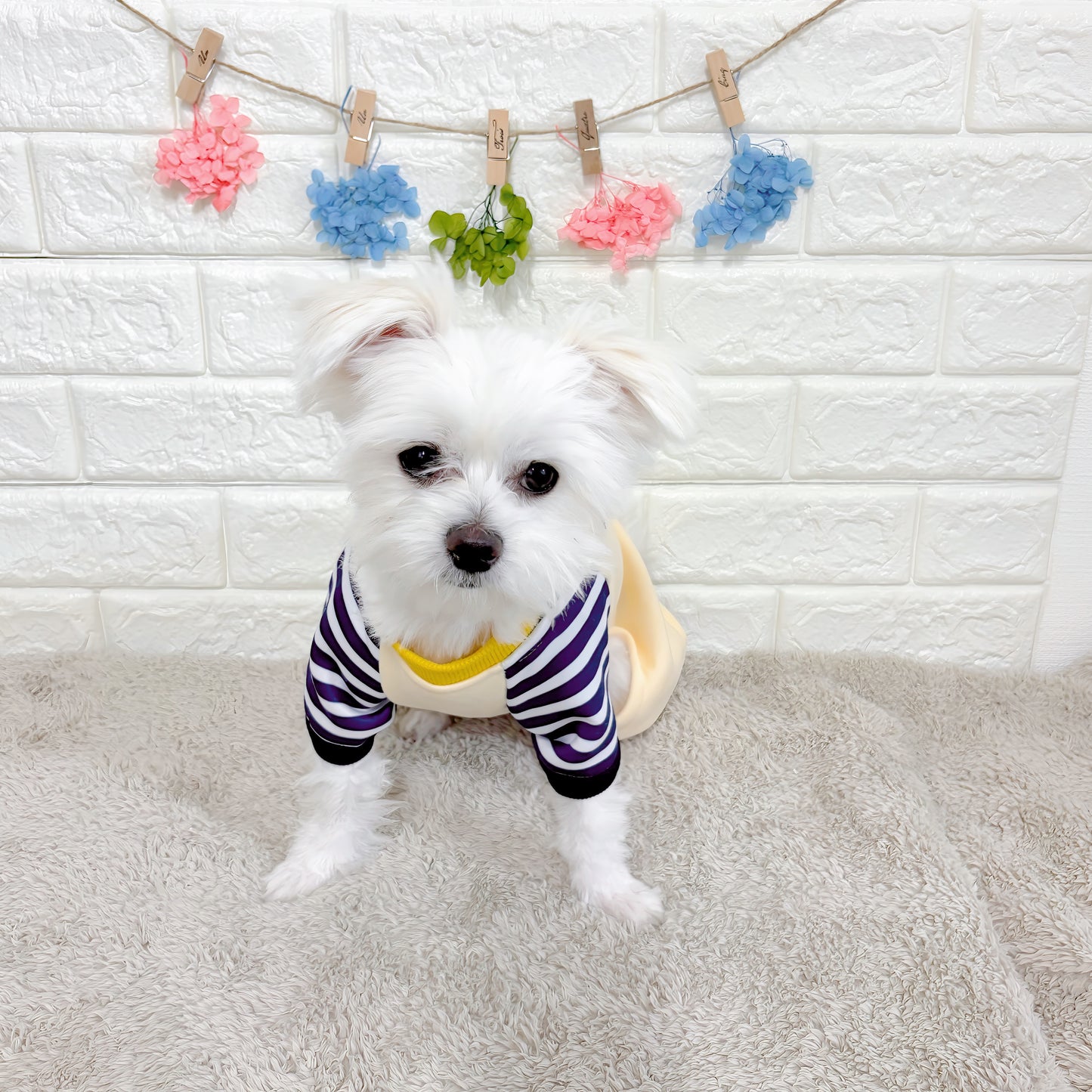 春・秋向けの犬用洋服、おしゃれで可愛いボーダーデザインのドッグウェア。防寒・汚れ防止・抜け毛対策◎。後ろボタン仕様で着脱簡単、小型犬にも快適なロンパース型デザイン。