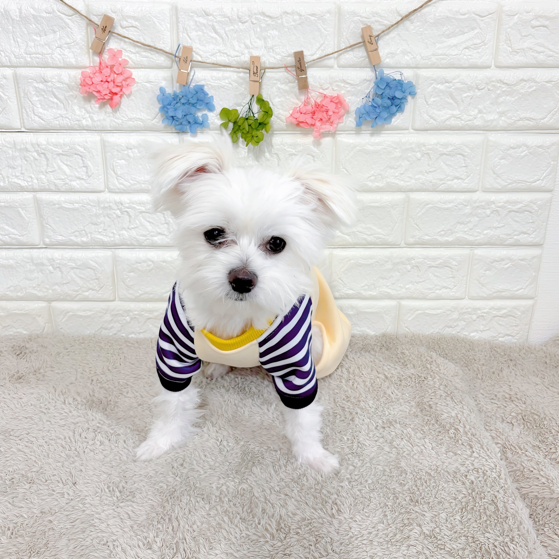 春・秋向けの犬用洋服、おしゃれで可愛いボーダーデザインのドッグウェア。防寒・汚れ防止・抜け毛対策◎。後ろボタン仕様で着脱簡単、小型犬にも快適なロンパース型デザイン。