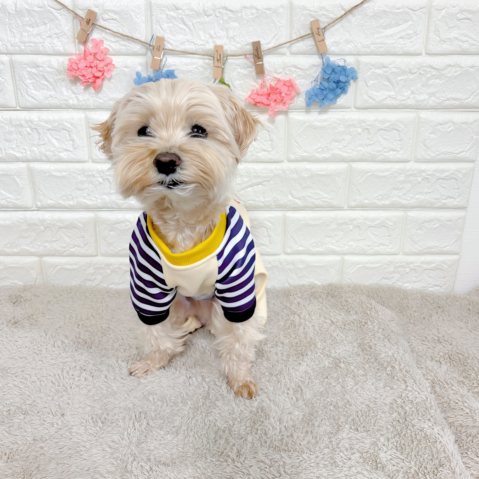 春・秋向けの犬用洋服、おしゃれで可愛いボーダーデザインのドッグウェア。防寒・汚れ防止・抜け毛対策◎。後ろボタン仕様で着脱簡単、小型犬にも快適なロンパース型デザイン。