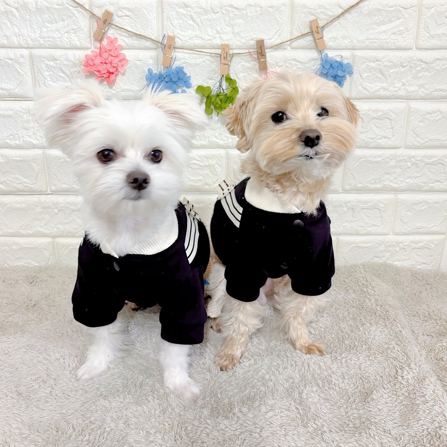 春秋向けの小型犬用おしゃれなロンパース