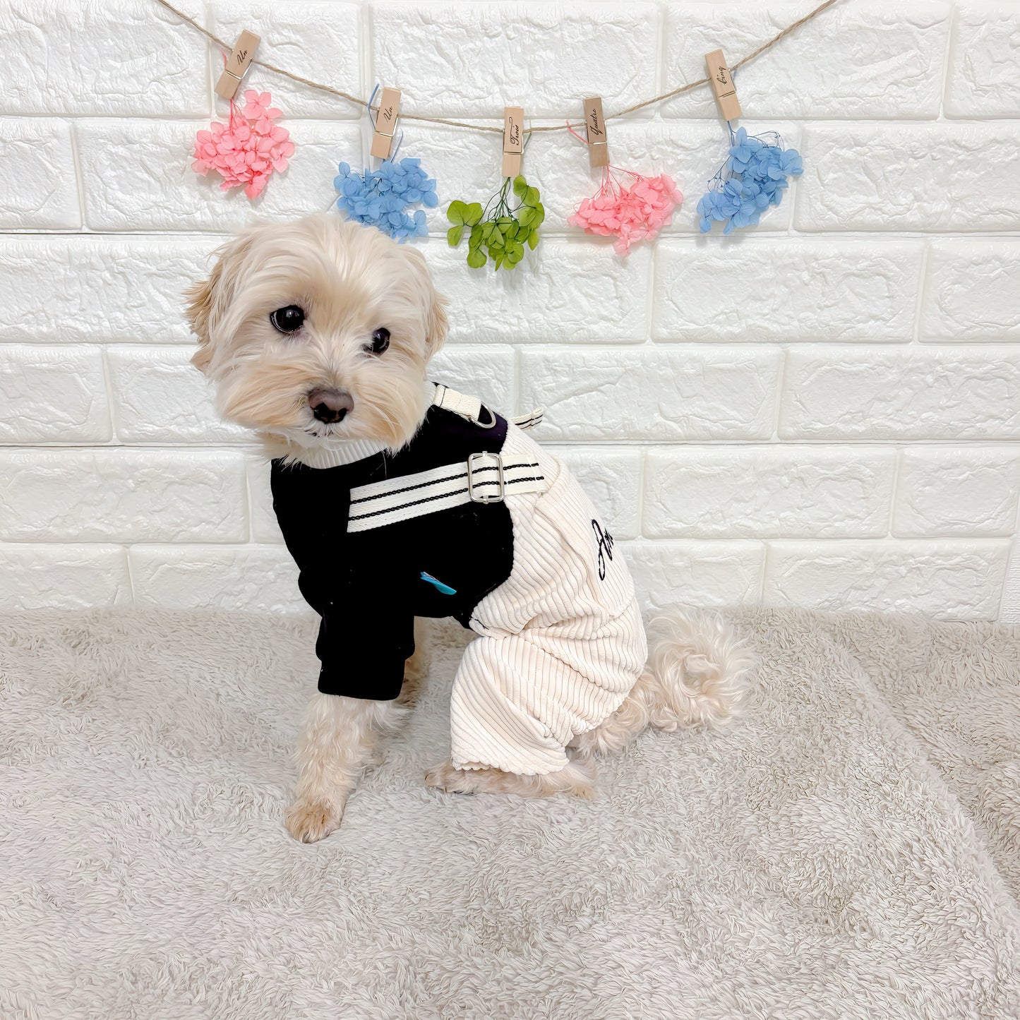 春秋向けの小型犬用おしゃれなロンパース