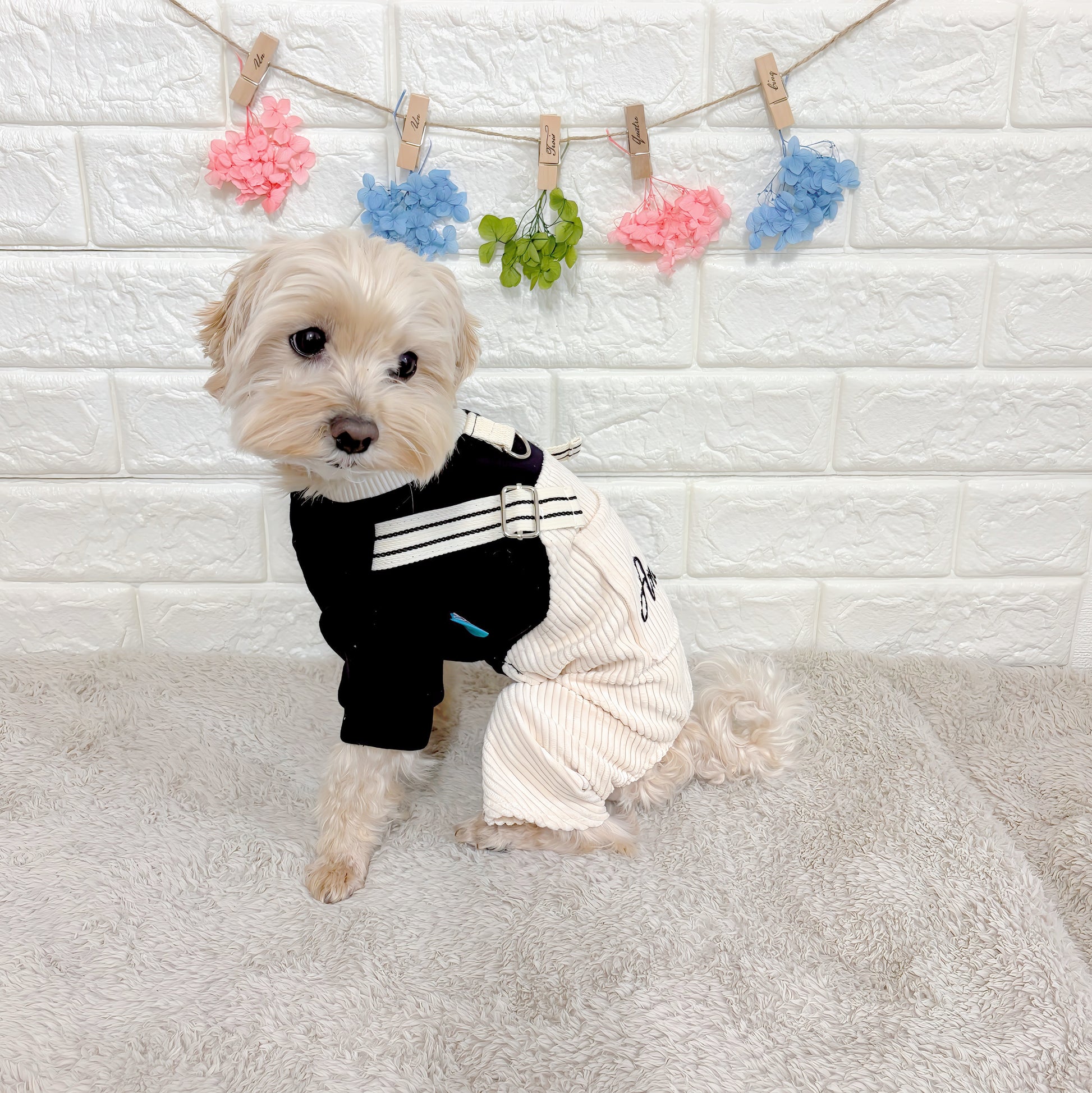 春秋向けの小型犬用おしゃれなロンパース