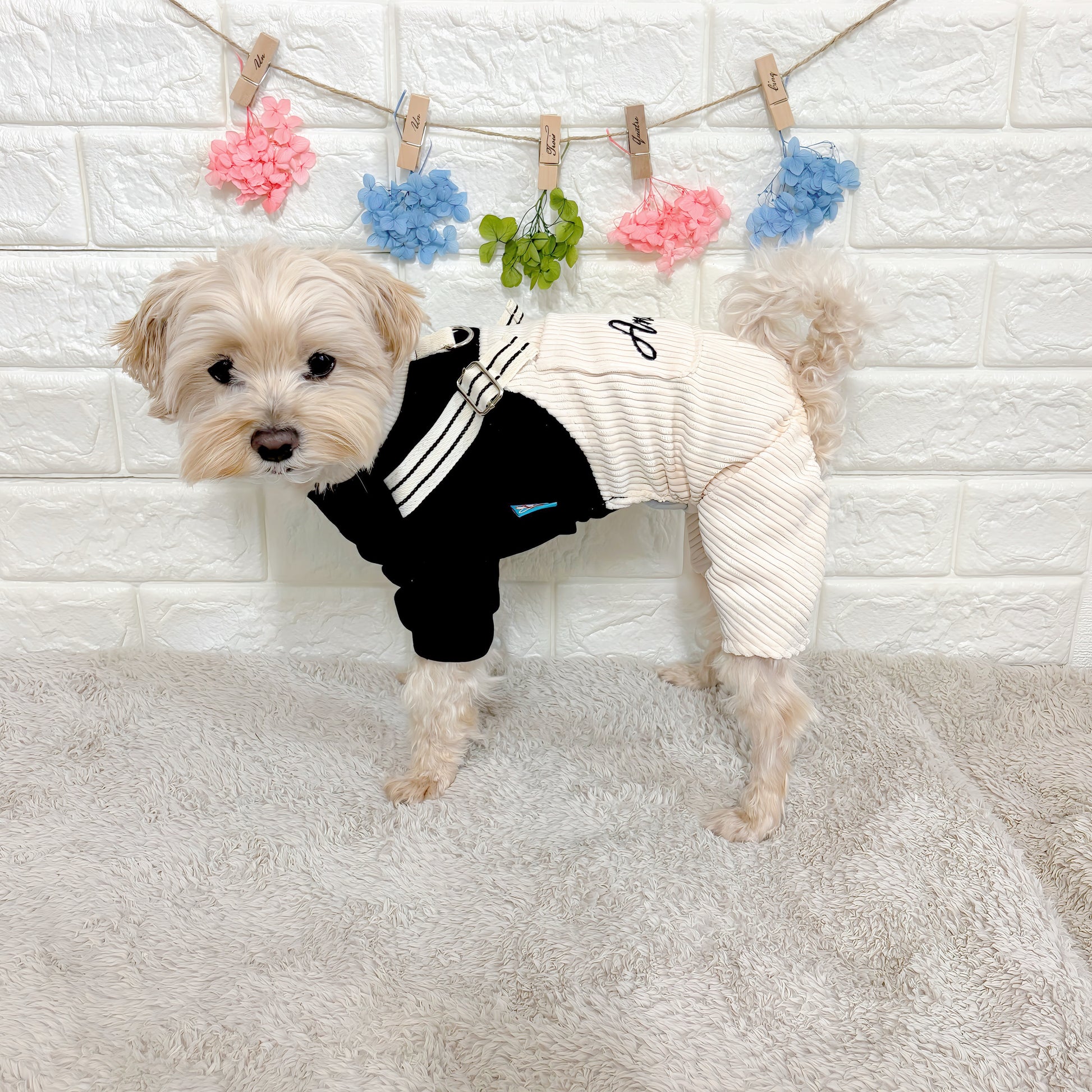 春秋向けの小型犬用おしゃれなロンパース