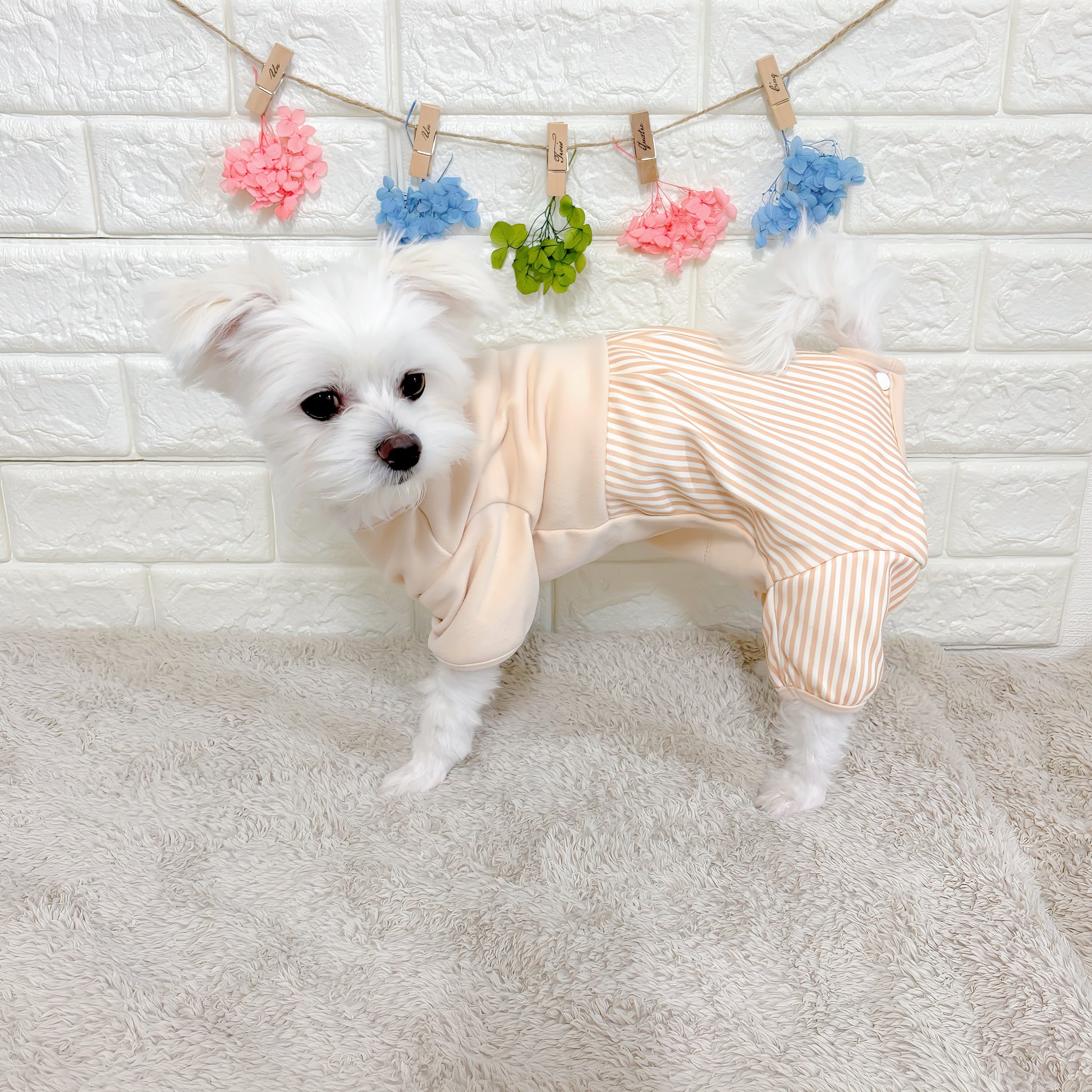 術後ケアに最適な犬用洋服、おしゃれで可愛いくまモチーフ術後服ドッグウェア。お腹をしっかりカバーし傷口を保護。防寒・汚れ防止・抜け毛対策も◎。小型犬にもおすすめの快適デザイン。